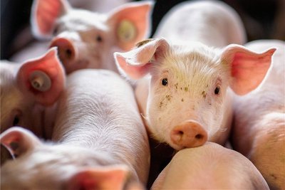 Ferkel im Stall: Bislang wurden viele männliche Tiere ohne Betäubung kastriert. Dies ist ab Januar nun verboten. 