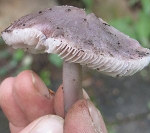 Der giftige Rettichhelmling wird häufig mit dem essbaren Violetten Rötelritterling verwechselt.