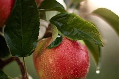 Fräulein: Diese Sorte ist in Sachsen neu auf dem Markt. Die Früchte sind groß und haben eine kugelige Form. Die meist flächige Deckfarbe ist rot bis braunrot, die Grundfarbe grün. Die Sorte schmeckt fruchtig-aromatisch mit typischem Apfelgeschmack. Sie ist besonders saftig, süß mit frischer Säure und knackig. Der sehr gute Tafelapfel wird auch zum Backen und Kochen verwendet.