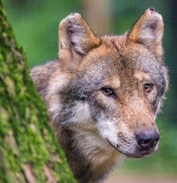 Ein Wolf soll ein Schaf in Deutschneudorf gerissen haben. 