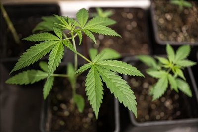 Die Ampel-Koalition will den Anbau von Hanf unter bestimmten Bedingungen legalisieren.