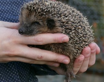 Einer der acht Bewohner, die in der Tierschutzstation dank intensiver Betreuung aufgepäppelt werden.