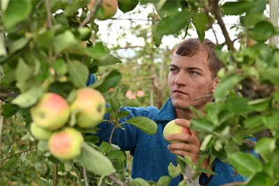 Auf den Plantagen der OGS Obstgut Genossenschaft Seelitz bangt man derzeit um die Apfelernte.