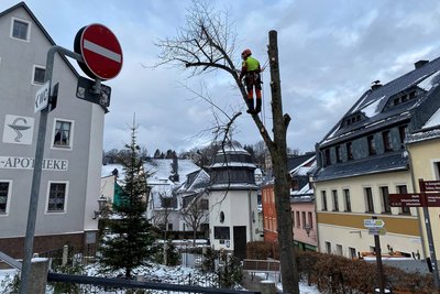 Gut gesichert, schnitt ein Bauhofmitarbeiter den Baum am Springbrunnen stückweise zurück.