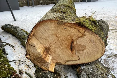 Dieser Schnitt offenbart die Krankheit der gefällten Linde: Ein Pilzbefall machte dem Baum seit Jahren zu schaffen.