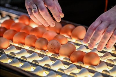 Frische Eier werden in der Packstation mit Licht auf ihre Qualität und Frische geprüft. 