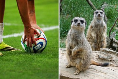 Am Freitag tippen Erdmännchen auf das WM Spiel am Sonntag.