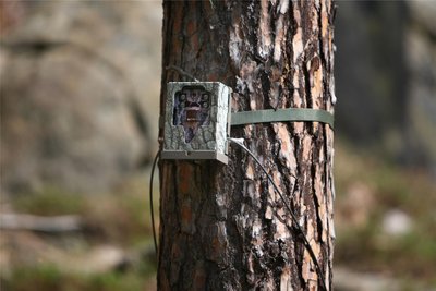 Eine Wildkamera zeichnet nun auf, welche Tiere der Verwesungsgeruch der toten Hirschkuh anlockt.