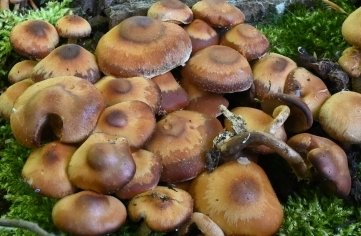 Derzeit findet man unter anderem Stockschwämmchen. 