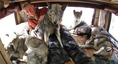 
              <p class="artikelinhalt">Wenn der Wohnwagen zur Hundehütte wird: Die sieben Siberian Huskys weichen Lutz nicht von der Seite.</p>
            