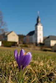 Krokusse blühen wegen Nachtfröste noch nicht auf.
