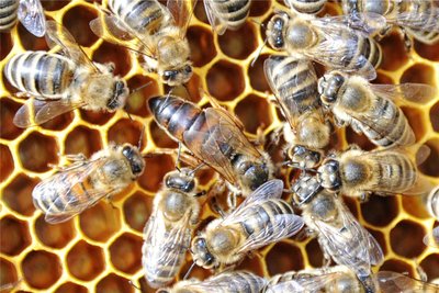 Eine Bienenkönigin (Bildmitte) unter Artgenossen. Einen Kurs zur Königinnenvermehrung gibt es in Oberlauterbach.