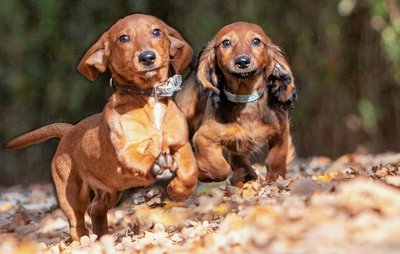 Dackel im Doppelpack: Tierheimleiterin Antje Kausch würde die beiden Welpen aber lieber getrennt abgegeben. 