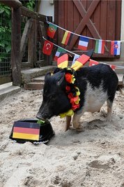 Minischwein Rudi tippte vergangene Woche auf einen Sieg für Deutschland - und lag falsch. 
