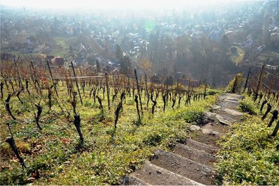 Die Abschwemme: Ein Wäldchen am oberen Rand der Parzelle sorgt für Abkühlung in der Nacht.