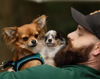 Tierheim-Mitarbeiter Chris Wolfrum kümmerte sich intensiv um die Chihuahuas. Nun steht fest, die Hunde kehren nicht zu den ehemaligen Eigentümern zurück und dürfen vermittelt werden. 