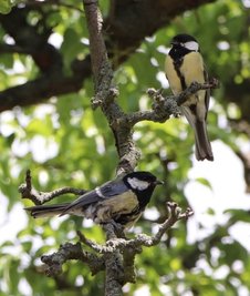 Die Eltern der kleinen Kohlmeisen in einem Baum.