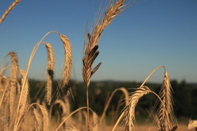 Diese schwarzen Pilze, genannt Mutterkorn, sehen aus wie große, schwarze Körner an der Ähre des Roggens. Sie enthalten Giftstoffe.