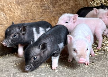 Im Auer Zoo ist alles Mini - auch die Schweine.