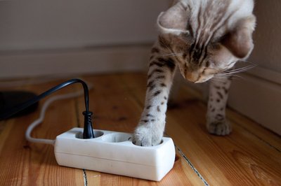 Verbrennungen oder tödliche Stromschläge: Mehrfachsteckdosen oder Kabel können für Haustiere sehr gefährlich werden.
