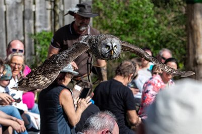 Bartkauz Berta schwingt sich anmutig über die Köpfe der Flugshow-Besucher im Reißiger Gewerbegebiet - im Hintergrund Falkner Hans-Peter Herrmann.
