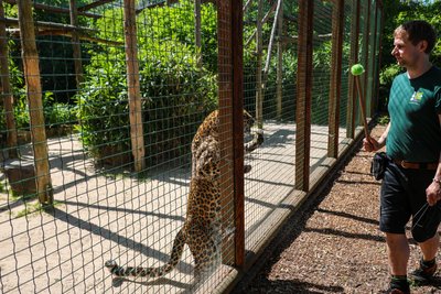 Zum Training mit Tierparkchef Peter Hömke gehört, dass sich der Leopard am Gitter aufstellt.