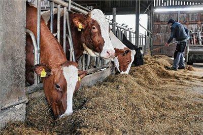Milch und Fleisch kommen von den eigenen Kühen. 