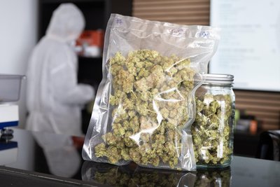Rund vier Kilogramm Marihuana hat die Kriminalpolizei bei einer Wohnungsdurchsuchung in Lauter-Bernsbach sichergestellt.