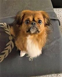 Jugendlicher drohte offenbar Anwohnerin und Hund.