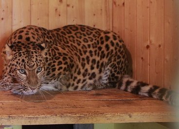 Leopard