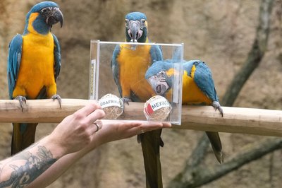 Das "Arakel" soll künftig vor den Deutschland-Spielen zum Einsatz kommen. 