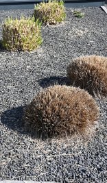 Wenige Pflanzen ragen aus einem Vorgarten mit grauen und schwarzen Kieselsteinen. Schottergärten sind für Insekten nutzlos. 