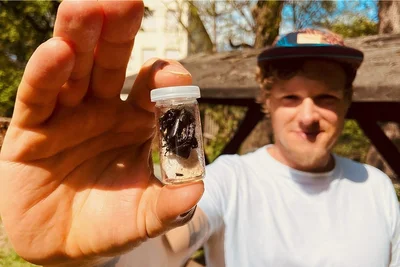 Maximilian Schweiger von der Naturschutzbehörde des Landkreis Zwickau unterstützt die Kreisnaturschutzstation Gräfenmühle in Neukirchen bei Werdau. Er zeigt ein Exemplar der Käferart Eremit. Die Naturschutzstation kümmert sich um den Erhalt der streng geschützten Käferart. 