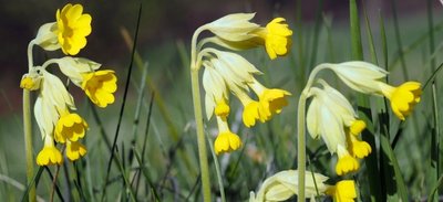 Auch wenn sie vielen Gärten zur Zierde gereicht: In der freien Natur ist die Wiesen-Schlüsselblume gefährdet.