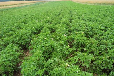 Kartoffellaub ist frostempfindlich. Deshalb sollte es erst nach den Spätfrösten aus der Erde schauen.