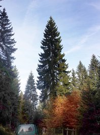 Die etwa 27 Meter hohe, zirka 80 Jahre alte Fichte, die bald den Chemnitzer Weihnachtsmarkt zieren wird, steht derzeit noch im vogtländischen Forstrevier Tannenbergsthal.