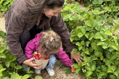 Spaß beim Erdbeerpflücken haben am Montag Elisabeth Kutscharski und ihre Tochter Roselene.