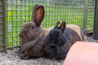 Die Kaninchen Chica und Chiquita (r.) kamen als sichergestellte Tiere ins Tierheim „Neu-Amerika“. Nun warten sie dort mit Artgenossen auf ein neues passendes Zuhause.