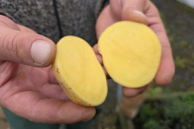 Die Tirschendorfer bauen besonders stärkehaltige Kartoffeln an. Aus ihnen wird in einem bayrischen Unternehmen Speisestärke gewonnen.