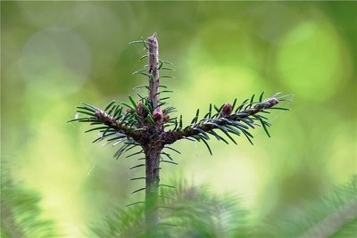 Eine junge Weißtanne in einem neu bepflanzten Waldstück. Sie hat sichtbare Verbissspuren. Vor allem Rehe schätzen die jungen Triebe als Nahrung.