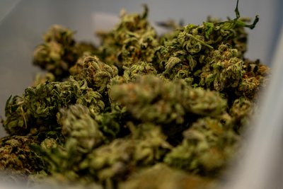 Das in Freiberg angebotene Cannabis stammt aus der Plantage des „CSC Schöne Neue Welt“.