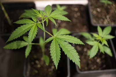 In einer ehemaligen Fabrikhalle in einem Ortsteil von Penig könnte künftig Cannabis angebaut und ausgegeben werden.