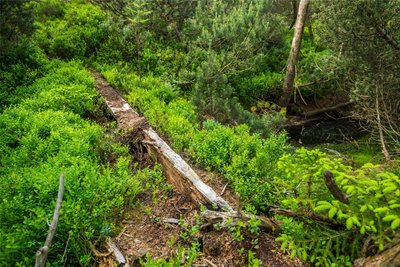 Das sehen die Forstleute gar nicht gern: Der Damm, der das Wasser im Moor zurückhalten soll, wurde dadurch zerstört, dass immer wieder Waldbesucher über ihn treten, um an die Blaubeeren zu kommen, die überall wachsen. Jetzt muss zumindest dieser Damm erneuert werden.