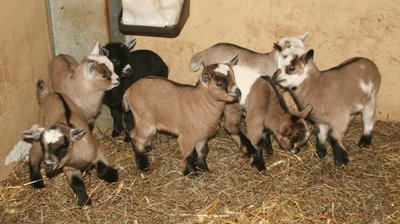 Sieben Zicklein sind über den Jahreswechsel im Tierpark Chemnitz geboren worden.