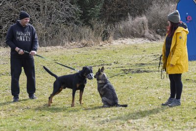 Wie reagiert der Hund auf andere Artgenossen? Auch das ist ein wichtiges Thema für das Training und die Ausbildung – hier Nora Goletzki mit Zera und Eric Mainhardt mit Eddie.