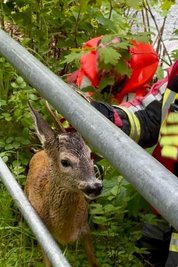Das Reh erreichte mit Hilfe der Feuerwehrleute das rettende Ufer.