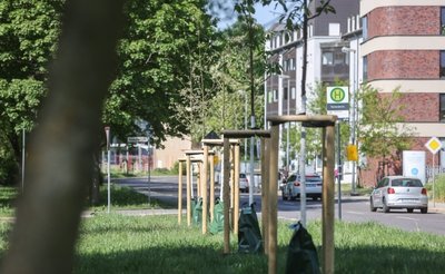 Zuwachs für das Stadtgrün: Auch an der Augustusburger Straße wurden über hunderte Meter hinweg neue Bäume gepflanzt. 