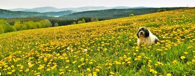"Hundsblumen mit Hund in Hundshübel! Mehr geht nicht"