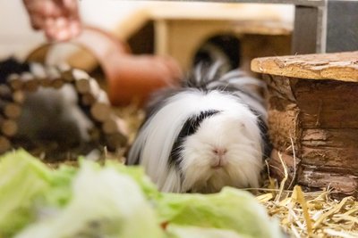Im Kleintierbereich des Tierheims werden zurzeit sieben Meerschweinchen betreut. Sie sollen mindestens zu zweit in eine artgerechte Haltung vermittelt werden.