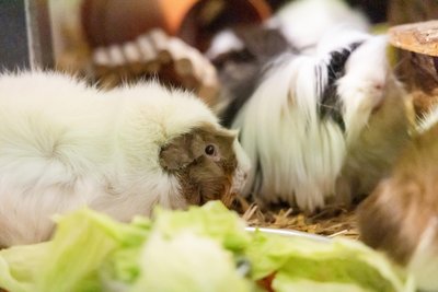 Bei den Meerschweinchen handelt es sich um sechs weibliche und ein männliches kastriertes Tier: Berta, Little Bee, Luna, Mia, Poppy, Rosi und Hubert.
